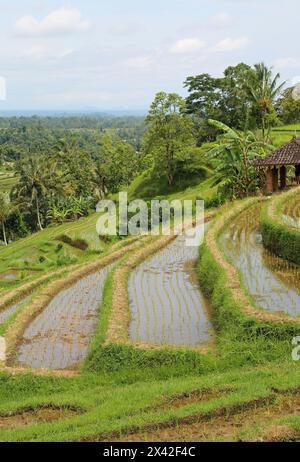 Reisterrassen vertikal - Jatiluwih Reisterrassen, Bali, Indonesien Stockfoto