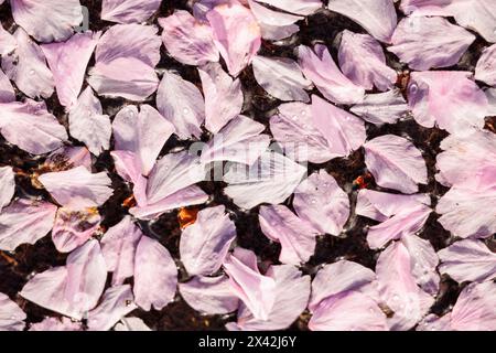 Rosafarbene Kirschblüten schweben in einer Pfütze nach einem Regenschauer in Vancouver, Kanada. Stockfoto