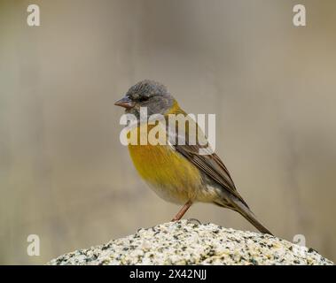 Sierra Finch mit grauer Kapuze, Phrygilus Gayi. Auf einem Felsen stehen. Atacamawüste, Antofagasta, Chile Stockfoto