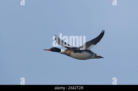 Rotbrust-Merganser im Flug Stockfoto