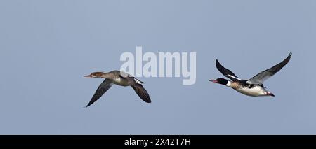 Red-breasted mergansers im Flug Stockfoto