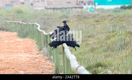 Geier oder Gallinazo. Er ist ein Fresser, ernährt sich aber auch von Eiern und neugeborenen Tieren. An Orten, in denen Menschen leben, ernährt er sich auch von Müllhalden Stockfoto