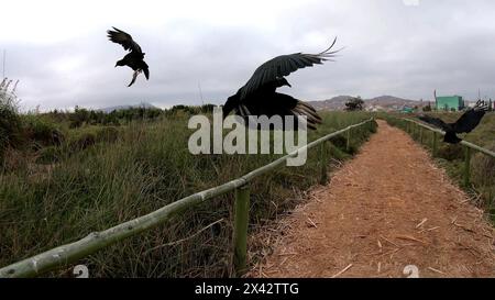 Geier oder Gallinazo. Er ist ein Fresser, ernährt sich aber auch von Eiern und neugeborenen Tieren. An Orten, in denen Menschen leben, ernährt er sich auch von Müllhalden Stockfoto