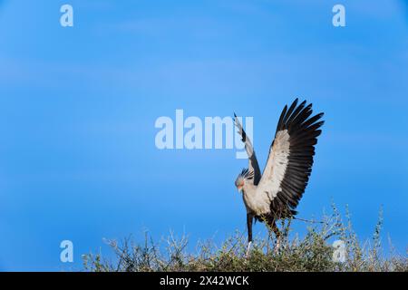 Secretary Birds, Sagittarius serpentarius, Sagittaridae, Lake Nakuru National Park, Kenia, Afrika Stockfoto