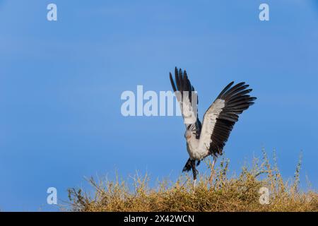 Secretary Birds, Sagittarius serpentarius, Sagittaridae, Lake Nakuru National Park, Kenia, Afrika Stockfoto