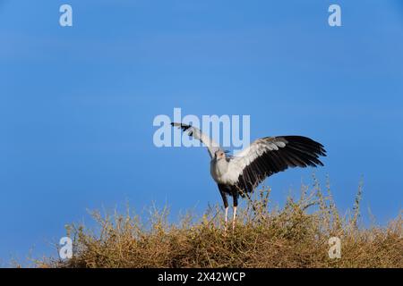 Secretary Birds, Sagittarius serpentarius, Sagittaridae, Lake Nakuru National Park, Kenia, Afrika Stockfoto