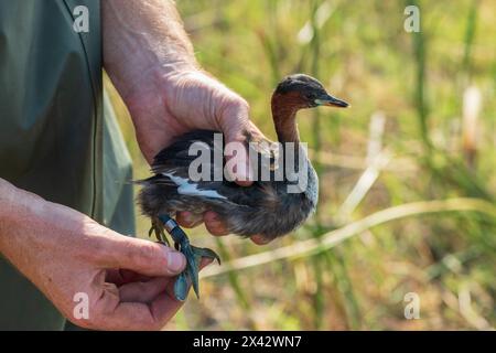 Ein niedlicher kleiner Grebe (Tachybaptus ruficollis), der für die Forschung an Wasservögeln beringt wird Stockfoto