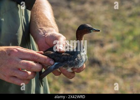 Ein niedlicher kleiner Grebe (Tachybaptus ruficollis), der für die Forschung an Wasservögeln beringt wird Stockfoto