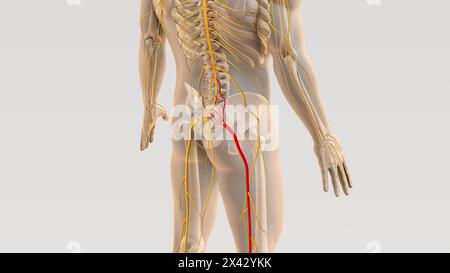 Ischiaswirbelsäule und Nervenschmerz medizinisches Konzept Stockfoto