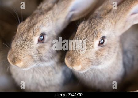 Süße Hasen auf der Farm. Nahaufnahme. Stockfoto