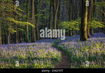 Blauglocken bedecken den Waldboden im Frühling in Kings Wood in den Kent Downs im Südosten Englands Großbritannien Stockfoto