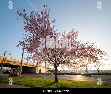 Ein Mandelbaum blüht in Budapest, Ungarn. Margaretenbrücke (ungarischer Name ist Margit HID) im Hintergrund. Fantastischer Sonnenaufgang im Frühling. Stockfoto