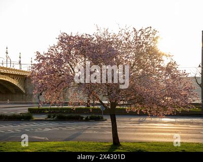 Ein Mandelbaum blüht in Budapest, Ungarn. Margaretenbrücke (ungarischer Name ist Margit HID) im Hintergrund. Fantastischer Sonnenaufgang im Frühling. Stockfoto