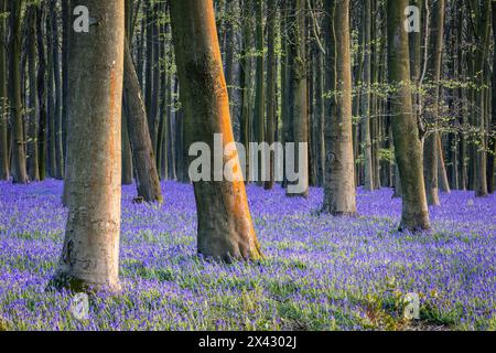 Blauglocken bedecken den Waldboden im Frühling in Kings Wood in den Kent Downs im Südosten Englands Großbritannien Stockfoto