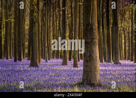 Blauglocken bedecken den Waldboden im Frühling in Kings Wood in den Kent Downs im Südosten Englands Großbritannien Stockfoto