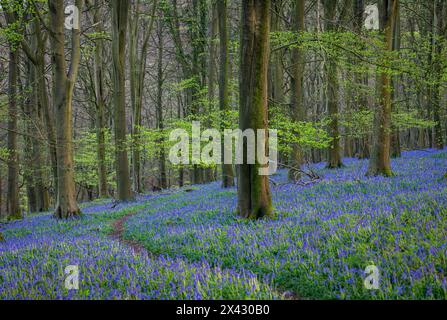 Blauglocken bedecken den Waldboden im Frühling in Kings Wood in den Kent Downs im Südosten Englands Großbritannien Stockfoto