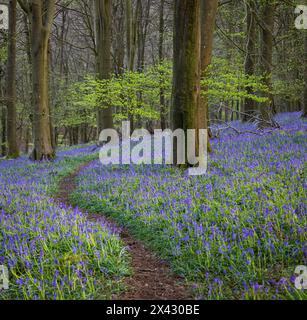 Blauglocken bedecken den Waldboden im Frühling in Kings Wood in den Kent Downs im Südosten Englands Großbritannien Stockfoto