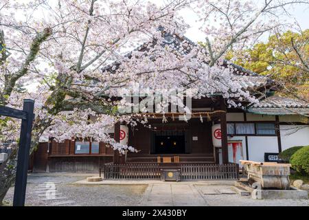 Hauptquartier Von Kotohira Honkyo Konpira Omotesando. Die Kirschblüten blühen im Frühjahr in voller Blüte. Kagawa, Japan Stockfoto