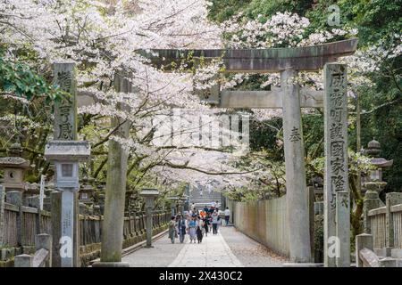 Torii-Tor des Konpira-Schreins ( alias Konpira-san oder Kotohira-Gu ). Im Frühjahr blühen die Kirschblüten entlang des Sando Visiting Pfades. Kotohira, Kagawa, Stockfoto