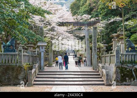 Torii-Tor des Konpira-Schreins ( alias Konpira-san oder Kotohira-Gu ). Im Frühjahr blühen die Kirschblüten entlang des Sando Visiting Pfades. Kotohira, Kagawa, Stockfoto