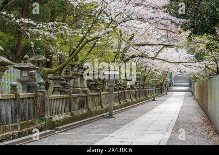 Torii-Tor des Konpira-Schreins ( alias Konpira-san oder Kotohira-Gu ). Im Frühjahr blühen die Kirschblüten entlang des Sando Visiting Pfades. Kotohira, Kagawa, Stockfoto