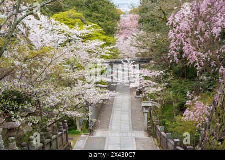 Torii-Tor des Konpira-Schreins ( alias Konpira-san oder Kotohira-Gu ). Im Frühjahr blühen die Kirschblüten entlang des Sando Visiting Pfades. Kotohira, Kagawa, Stockfoto