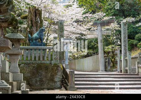 Torii-Tor des Konpira-Schreins ( alias Konpira-san oder Kotohira-Gu ). Im Frühjahr blühen die Kirschblüten entlang des Sando Visiting Pfades. Kotohira, Kagawa, Stockfoto