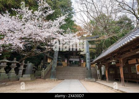 Torii-Tor des Konpira-Schreins ( alias Konpira-san oder Kotohira-Gu ). Im Frühjahr blühen die Kirschblüten entlang des Sando Visiting Pfades. Kotohira, Kagawa, Stockfoto