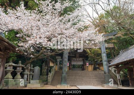 Torii-Tor des Konpira-Schreins ( alias Konpira-san oder Kotohira-Gu ). Im Frühjahr blühen die Kirschblüten entlang des Sando Visiting Pfades. Kotohira, Kagawa, Stockfoto