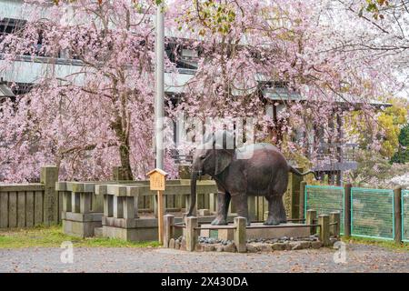 Monument im Konpira-Schrein ( alias Konpira-san oder Kotohira-Gu ). Die Kirschblüten blühen im Frühjahr in voller Blüte. Kotohira, Kagawa, Japan. Stockfoto