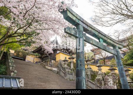 Torii-Tor des Konpira-Schreins ( alias Konpira-san oder Kotohira-Gu ). Im Frühjahr blühen die Kirschblüten entlang des Sando Visiting Pfades. Kotohira, Kagawa, Stockfoto