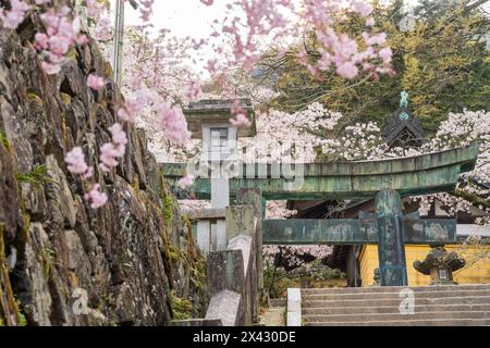 Torii-Tor des Konpira-Schreins ( alias Konpira-san oder Kotohira-Gu ). Im Frühjahr blühen die Kirschblüten entlang des Sando Visiting Pfades. Kotohira, Kagawa, Stockfoto