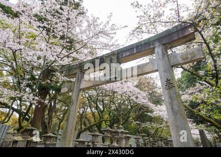 Torii-Tor des Konpira-Schreins ( alias Konpira-san oder Kotohira-Gu ). Im Frühjahr blühen die Kirschblüten entlang des Sando Visiting Pfades. Kotohira, Kagawa, Stockfoto