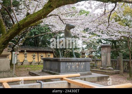 Monument im Konpira-Schrein ( alias Konpira-san oder Kotohira-Gu ). Die Kirschblüten blühen im Frühjahr in voller Blüte. Kotohira, Kagawa, Japan. Stockfoto