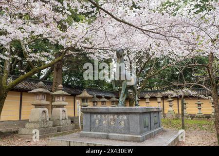 Monument im Konpira-Schrein ( alias Konpira-san oder Kotohira-Gu ). Die Kirschblüten blühen im Frühjahr in voller Blüte. Kotohira, Kagawa, Japan. Stockfoto