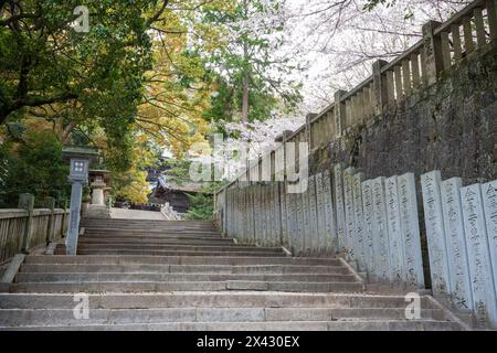 Konpira-Schrein ( alias Konpira-san oder Kotohira-Gu ) Steintreppen. Die Kirschblüten blühen im Frühjahr in voller Blüte. Kotohira, Kagawa, Japan. Stockfoto