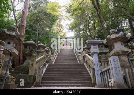 Konpira-Schrein ( alias Konpira-san oder Kotohira-Gu ) Steintreppen. Die Kirschblüten blühen im Frühjahr in voller Blüte. Kotohira, Kagawa, Japan. Stockfoto