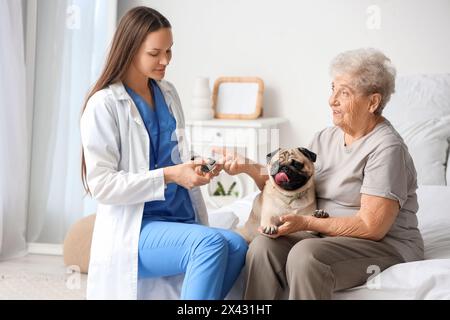 Doktor, der den Puls von einer älteren Frau mit Mops im Schlafzimmer nimmt Stockfoto