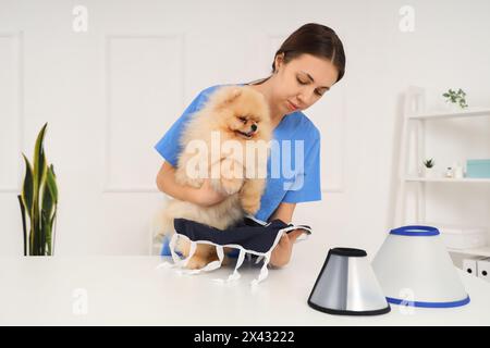 Tierärztin, die nach der Sterilisation in der Klinik den Pommerschen Hund in Genesungsanzug trägt Stockfoto