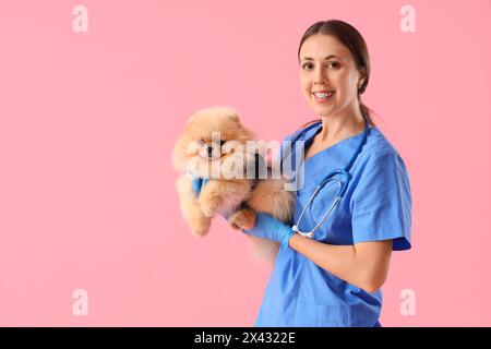 Tierarzt mit Pommerschen Hund im Genesungsanzug nach Sterilisation auf rosa Hintergrund Stockfoto