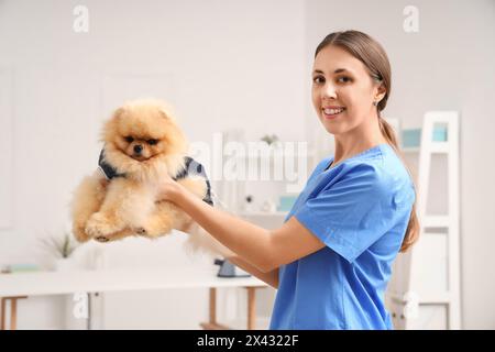 Tierärztin mit Pommerschen Hund im Genesungsanzug nach Sterilisation in der Klinik Stockfoto