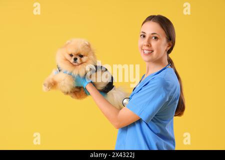 Tierärztin mit Pommerschen Hund im Genesungsanzug nach Sterilisation auf gelbem Hintergrund Stockfoto