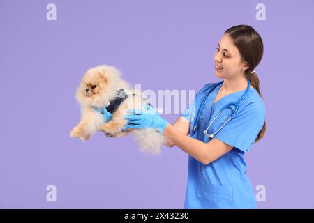 Tierarzt mit Pommerschen Hund im Genesungsanzug nach Sterilisation auf Fliederhintergrund Stockfoto