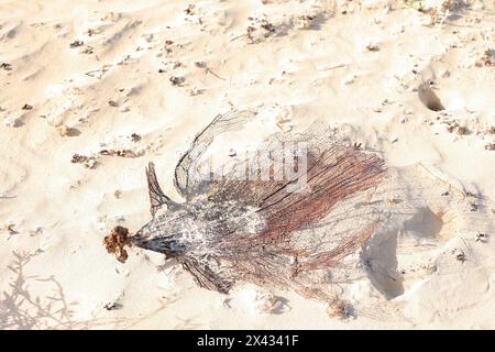 Ein Stück toter Korallen auf dem weißen Sand des Strandes Cuba Caya Coco Stockfoto