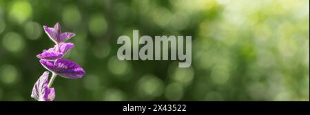 Naturbanner mit violetter Blume und Sonnenlicht. Makrofoto, das die komplizierten Details eines violetten Blütenblattes vor einem leuchtend grünen Hintergrund zeigt Stockfoto