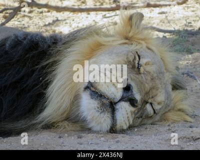 Kgalagadi Löwen. Fantastisch Stockfoto