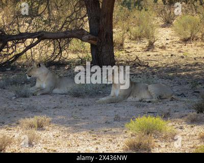 Kgalagadi Löwen. Fantastisch Stockfoto