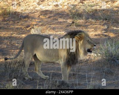 Kgalagadi Löwen. Fantastisch Stockfoto