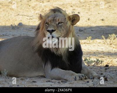 Kgalagadi Löwen. Fantastisch Stockfoto