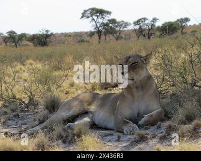 Kgalagadi Löwen. Fantastisch Stockfoto